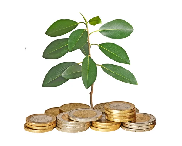 Drzewko rośnie od kupie monety — Zdjęcie stockowe