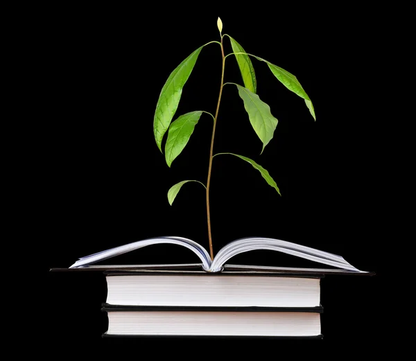 Piantina di avocado che cresce da libro aperto — Foto Stock