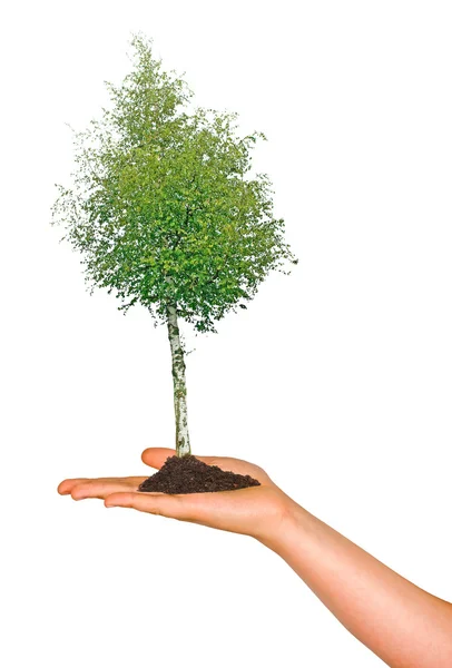 Birch tree in hand — Stock Photo, Image