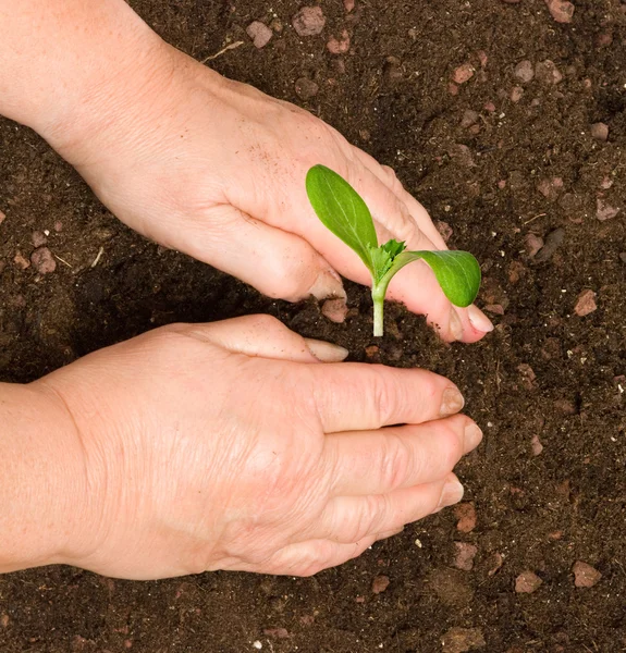 Planting seedling — Stock Photo, Image
