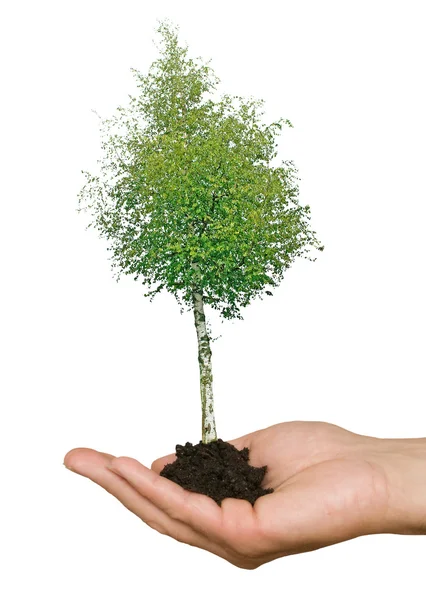 Strom v ruce jako symbol přírody potection — Stock fotografie