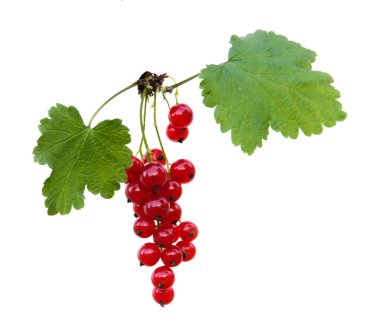 Redcurrant clipart