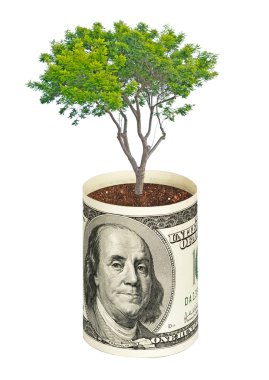 dolar büyüyen ağacı