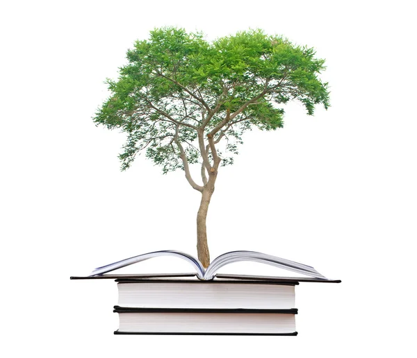 Träd växer från bok — Stockfoto