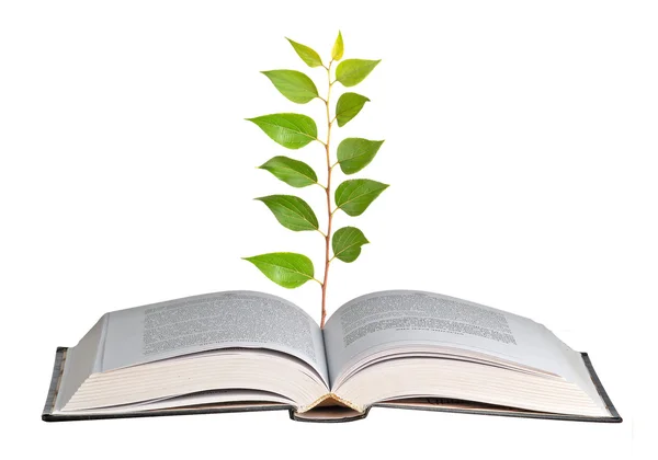 Stromek rostoucí z otevřené knihy — Stock fotografie