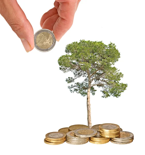 Pijnboom groeien uit munten — Stockfoto