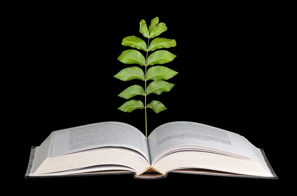 Bäumchen wachsen aus offenem Buch — Stockfoto