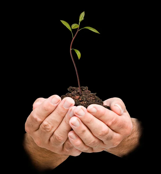Avocado sapling in hands as a symbol of nature protection — Stock Photo, Image