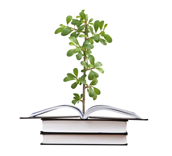 Растение из открытой книги — стоковое фото