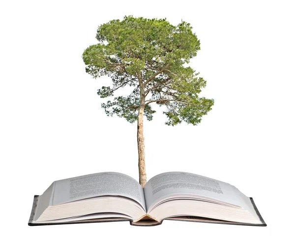 책에서 성장 소나무 — 스톡 사진