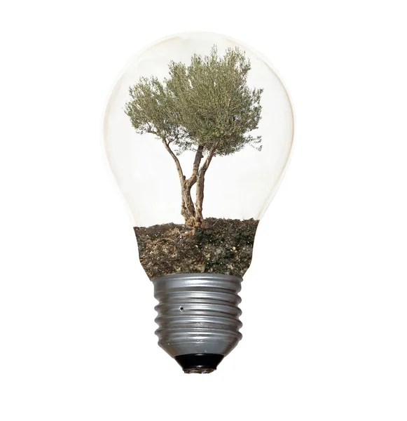 Glühbirne mit einem Baum als Glühfaden — Stockfoto