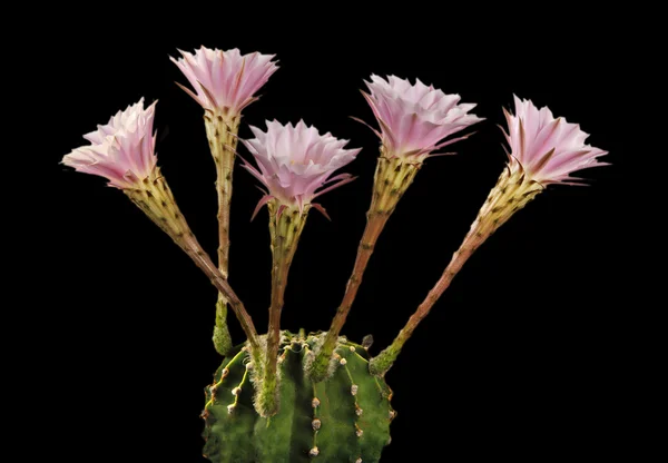 Een easter lily cactus met een bloemen — Stockfoto