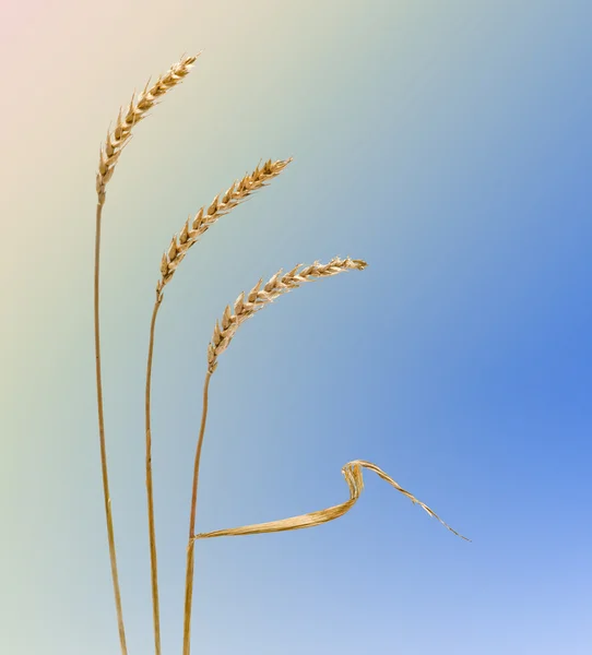 Primo piano del grano — Foto Stock