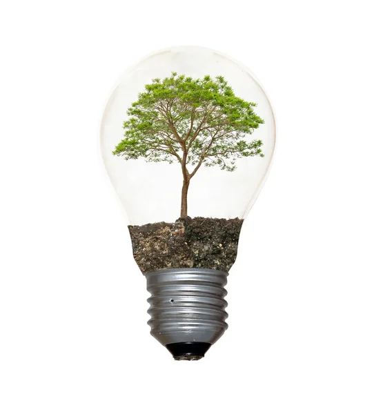 Árbol en lámpara — Foto de Stock