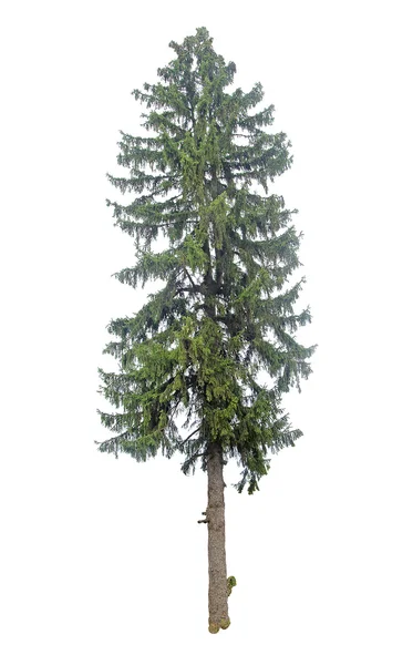 Fir isolated on white background — Stock Photo, Image