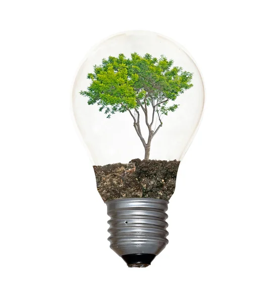 Ampoule incandescente avec une tige d'arbre comme filament — Photo