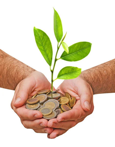 Citrus sapling growing from pile of coins — Stock Photo, Image