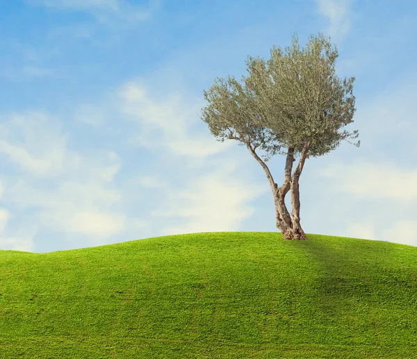 Drzewo oliwne — Zdjęcie stockowe