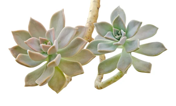 Henne und Küken pflanzen isoliert auf weißem Hintergrund — Stockfoto