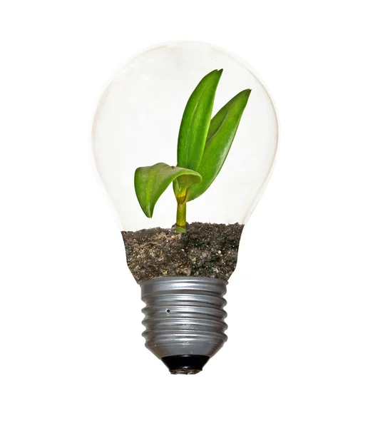 Lâmpada incandescente com uma planta como filamento — Fotografia de Stock