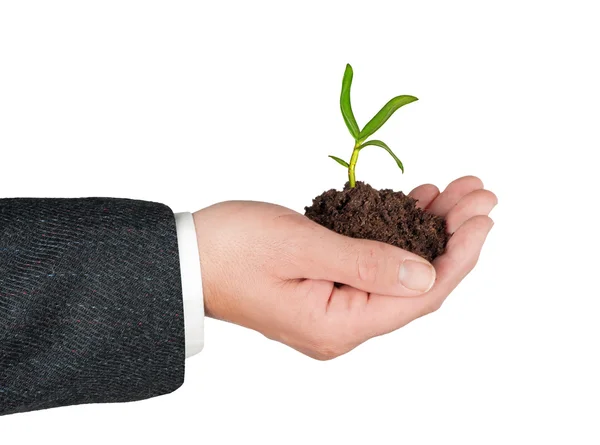 Fröplanta i hand — Stockfoto