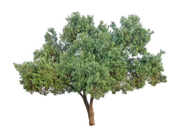 Olivenbaum isoliert auf weißem Hintergrund — Stockfoto