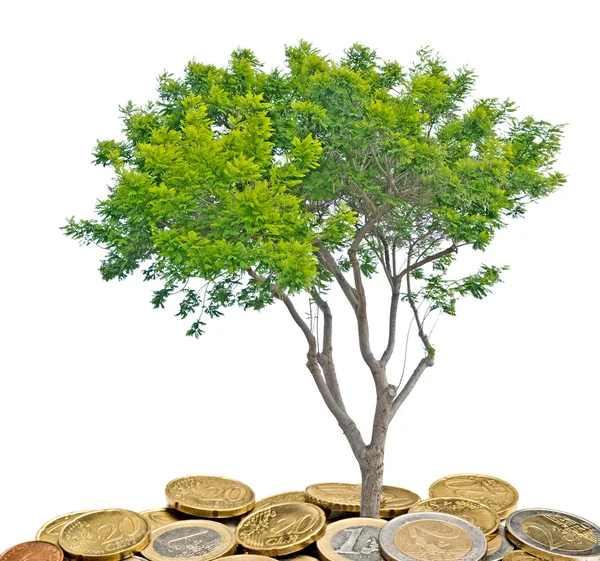 Strom, který roste z hromady mincí — Stock fotografie