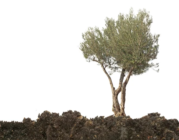 Olive tree — Stock Photo, Image
