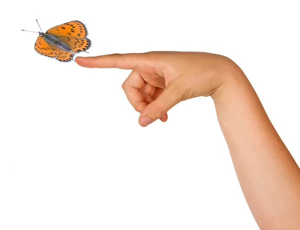 Schmetterling am Finger — Stockfoto