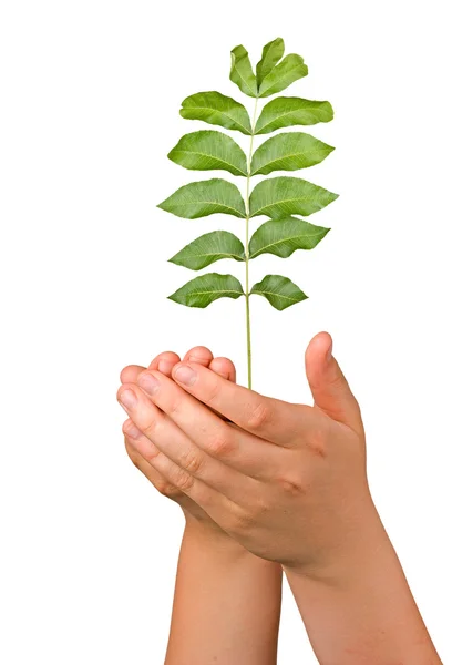 Sapling em palmas como um símbolo de proteção da natureza — Fotografia de Stock