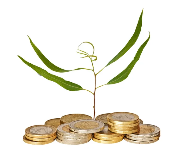 Eucaliptus sapling growing from pile of coins — Stock Photo, Image