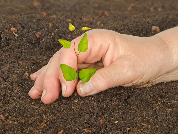 Planting a sapling — Stock Photo, Image