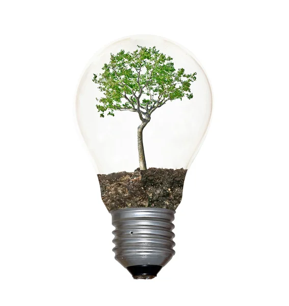 Incandescent light bulb with a tree shoot as the filament — Stock Photo, Image