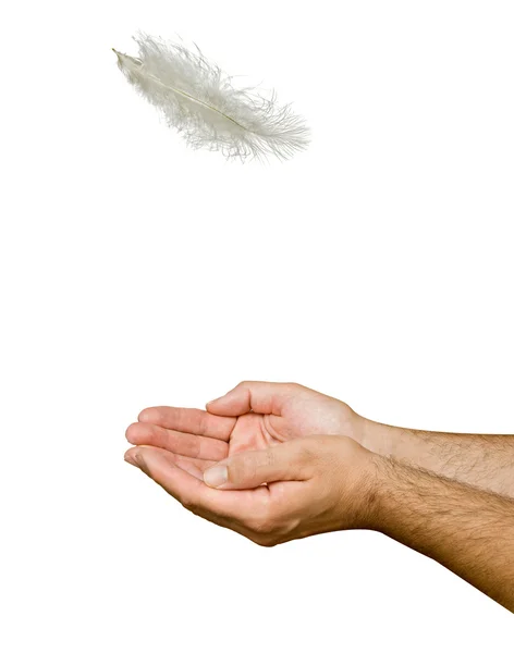 Κοντινό πλάνο λευκό φτερό που υπάγονται στα χέρια — Φωτογραφία Αρχείου