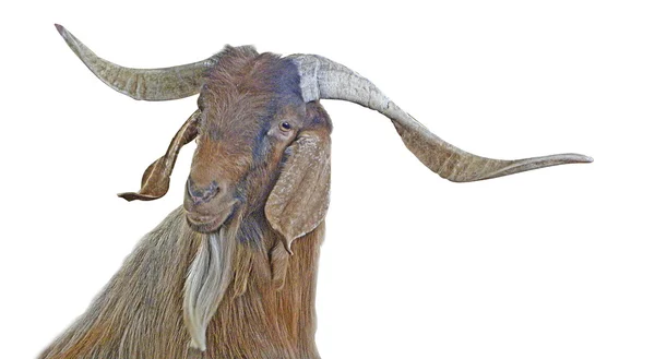 stock image Goat head