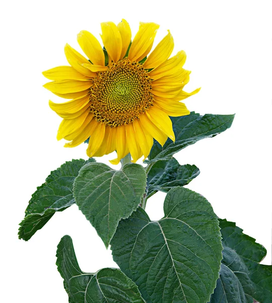 stock image Sunflower isolated on white background