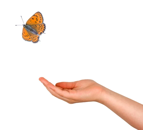 손에서 도착 하는 나비 — Stock Fotó