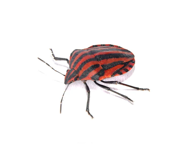 Bug isolado no fundo branco — Fotografia de Stock