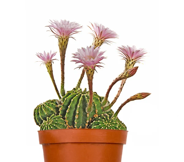 Ein Osterlilie-Kaktus mit einer Blume — Stockfoto