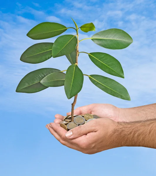 stock image Palms with a sapling growng from pile of coins