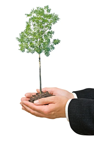 Baum in der Hand — Stockfoto