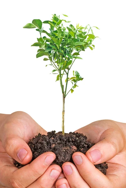 Young orange tree in hands — Stock Photo, Image