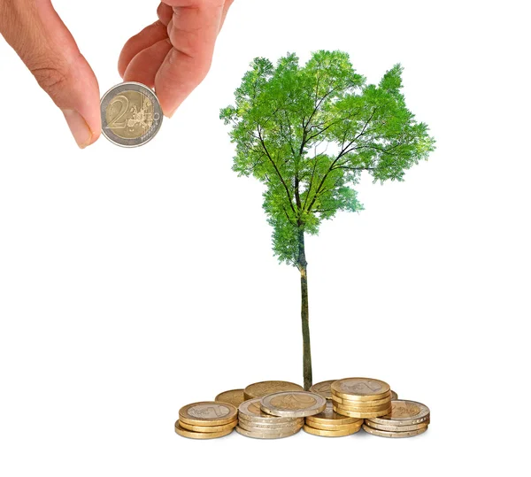 硬貨から成長しているツリー — ストック写真