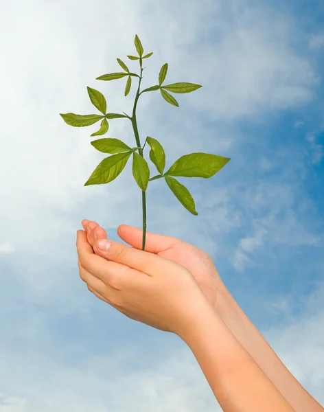 stock image Sprout in palms as a symbol of nature protection