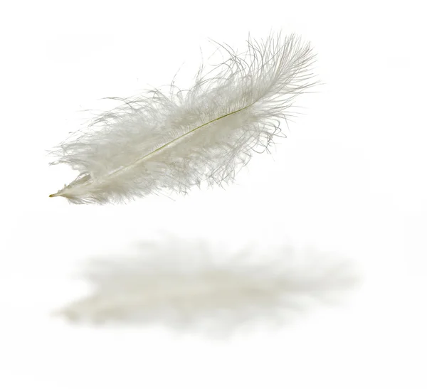 Plume blanche — Photo