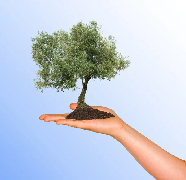 橄榄树在手中作为自然保护的象征 — 图库照片