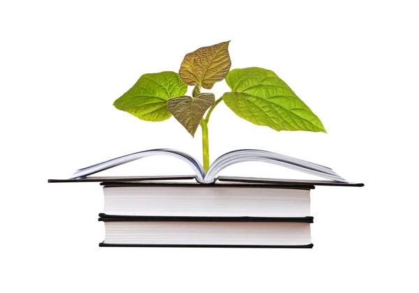 Sapling growing from open book — Stock Photo, Image
