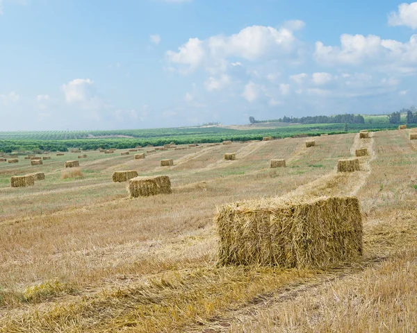 Sklizené pšeničné pole — Stock fotografie