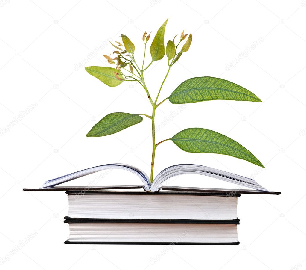 Tree growing from open book