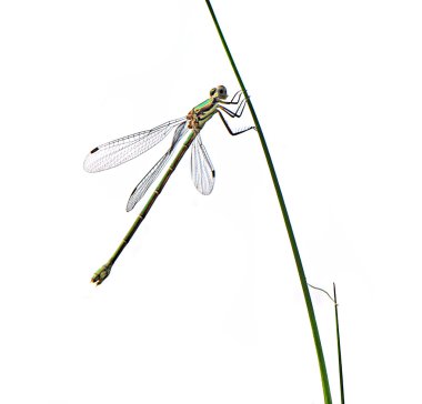 Dragonfly isolated on white background clipart